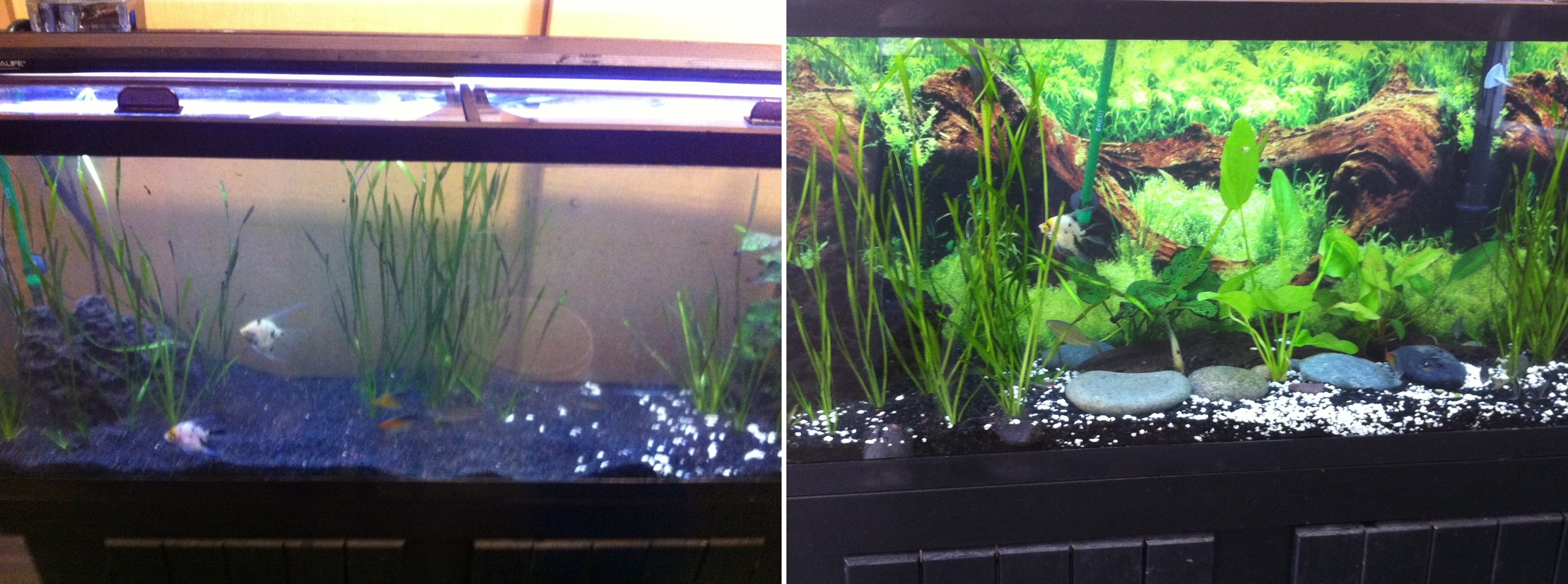The SP aquarium before (left) and after (right) Pedro's improvements.  Courtesy of Pedro Perez.   